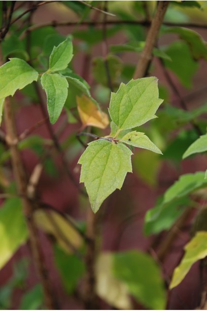 Philadelphus Belle Etoile